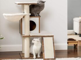 modern cat trees for large cats