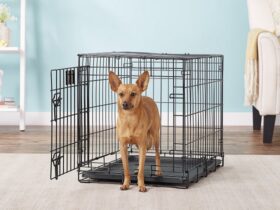 puppy-crate-with-divider