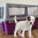 purple-dog-crate