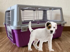 purple-dog-crate