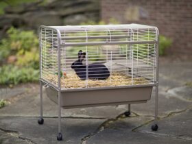 rabbit hutch with a wire floor