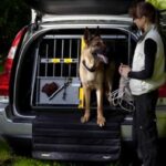 safest-dog-crate-for-car