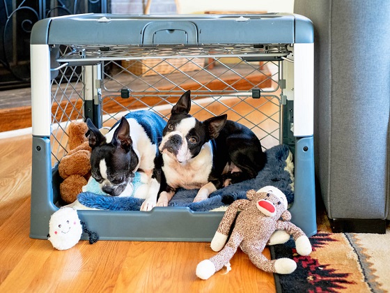 small-collapsible-dog-crate