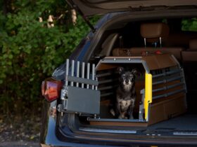 travel-crate-for-small-dog