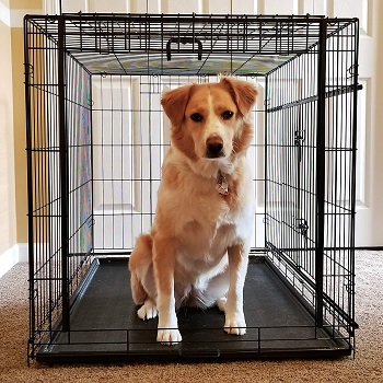 BEST INDOOR COLLAPSIBLE Cardinal Gates Large Dog Crate