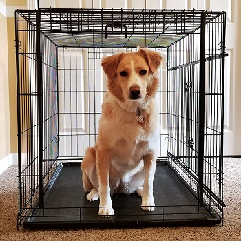 BEST INDOOR COLLAPSIBLE Cardinal GCardinal Gates Sliding Door Pet Crateates Large Dog Crate