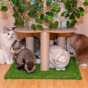 Scurrty Cat Tree With Leaves Summary