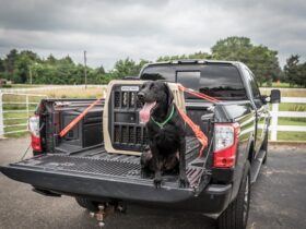 hunting-dog-crates-for-trucks