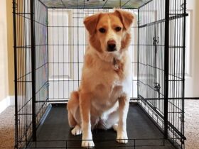 large-collapsible-dog-crate