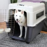 large-dog-airline-crate