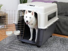 large-dog-airline-crate