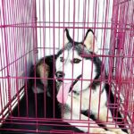 large-pink-dog-crate