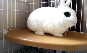 Alfie Rabbit Shelf