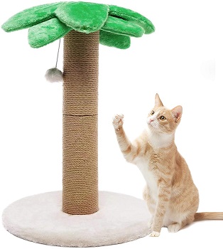 BEST CAT PALM INDOOR