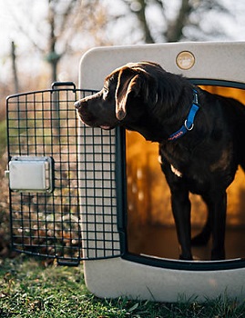 BEST EXTRA LARGE HUNTING DOG CAGE