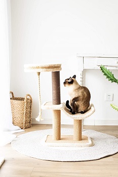 BEST SMALL CAT TREE FOR ADULT CATS