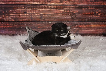 Paws One Natural Hammock For Cats