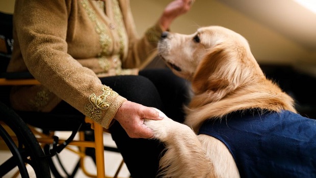 Service Dogs Regulate Or Prevent Attacks