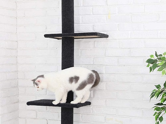 cat climbing structure