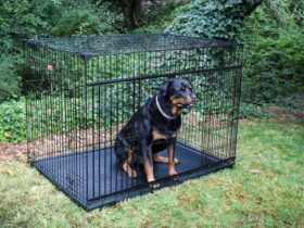 dog-crate-for-2-large-dogs