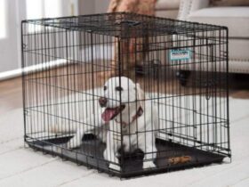 dog-sleeping-crate