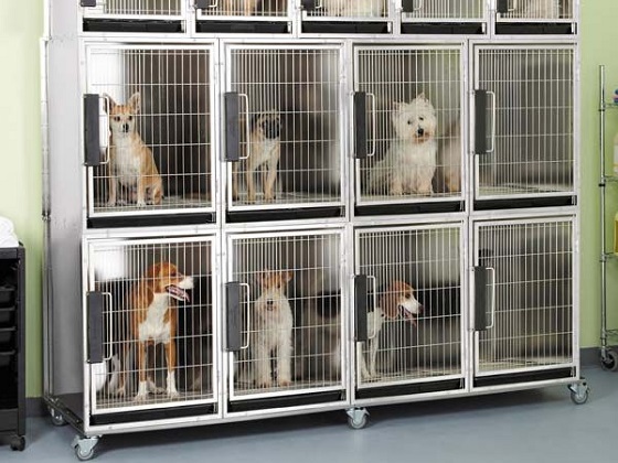 enclosed-dog-crate