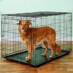 long-dog-crate