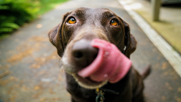 Dogs Help You Find Joy In Life