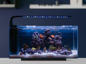 10-gallon Fish Tank With LED Light