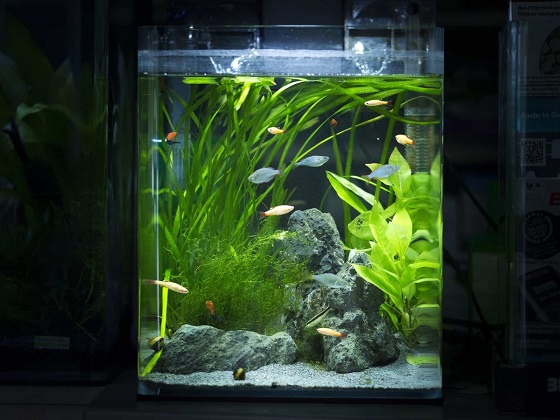 10-gallon Rimless Aquarium