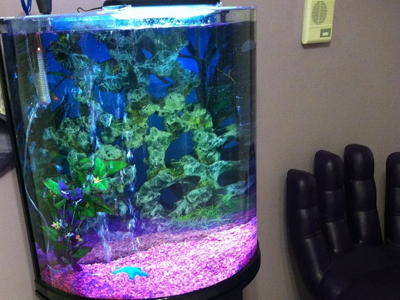 10 gallon vertical fish tank