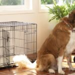 36-inch-dog-crate-with-divider