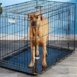 42-inch-dog-crate-with-divider