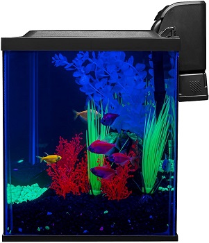 BEST WITH LED LIGHTS 10 GALLON FROG TANK