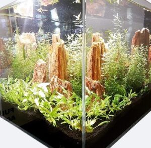 rimless fishes aquariums petovly