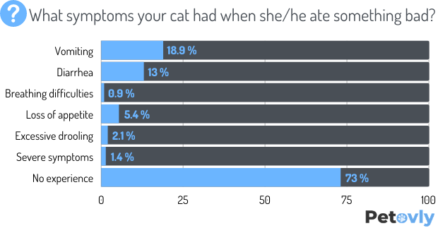 Symptoms That Show Your Cat Ate Bad Food