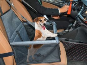 back-seat-dog-crate