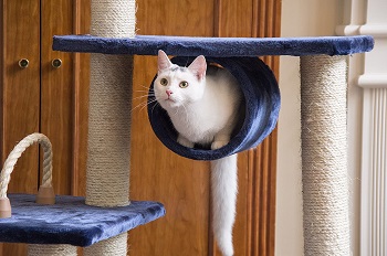 best corner 6feet cat trees