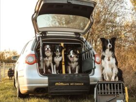 car-crate-for-large-dog
