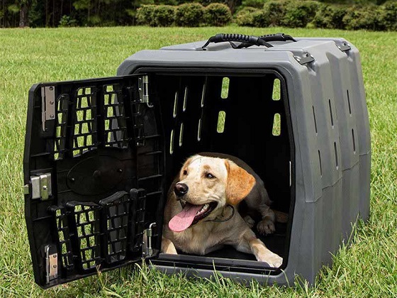 cool-dog-crates