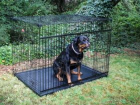 crate-for-giant-breed-dogs