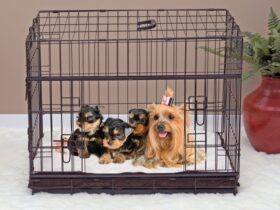 crates-for-yorkies