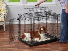 dog-apartment-crate