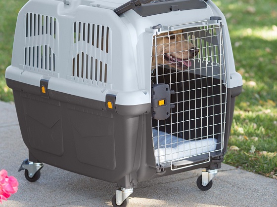 dog-crate-for-flying