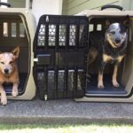 hard-sided-plastic-dog-crate