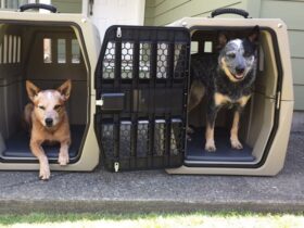 hard-sided-plastic-dog-crate