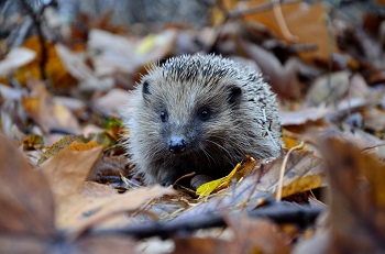 hedgehog in the leaves