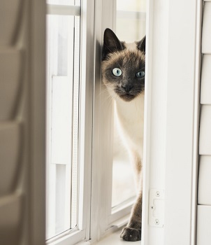 himalayan cat