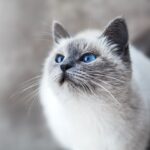 how long does himalayan cats live