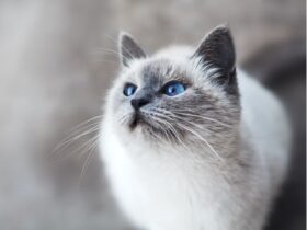 how long does himalayan cats live